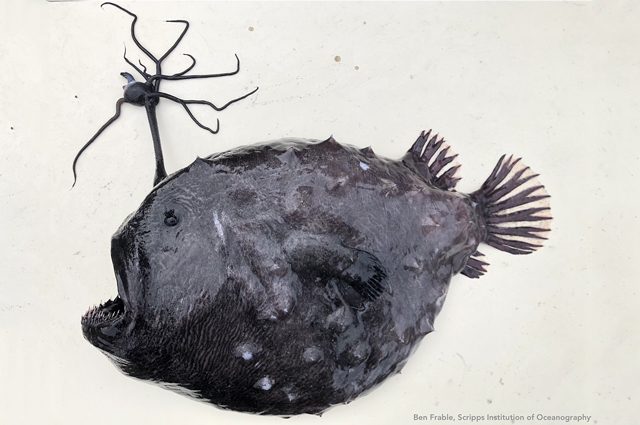 Credit: Scripps Institution of Oceanography/Ben Frable