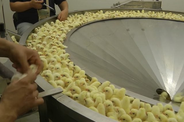 Credit: Animal Equality Italia/Video Youtube (https://youtu.be/w75rbsjc2N8)