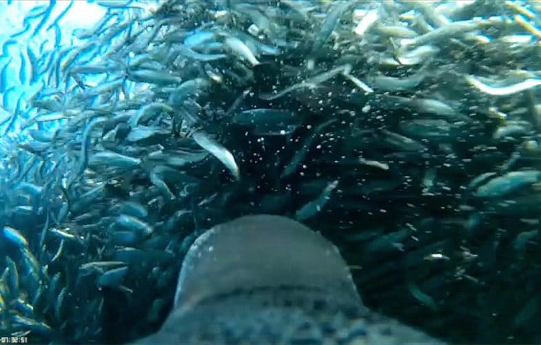 Straordinario video “selfie” di un pinguino mostra la caccia alle sardine dal suo punto di vista