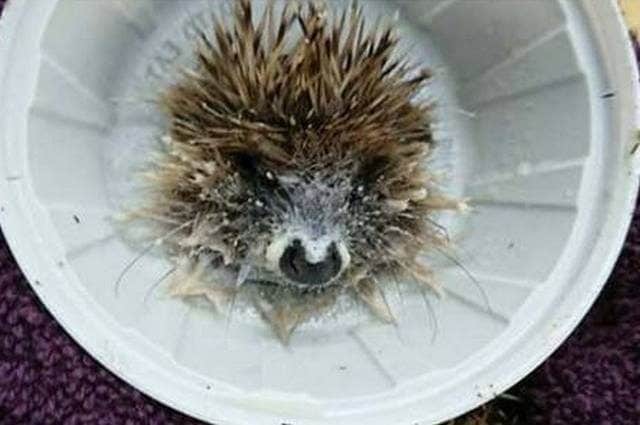 Un riccio con la testa incastrata in un coperchio del McFlurry. Credit: Larkmead Vets