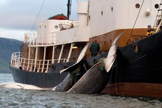 L'Islanda dice finalmente addio alla caccia alle balene: “Non ci sono ragioni per continuare”