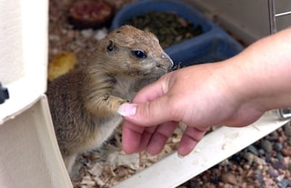 Perché i positivi al vaiolo delle scimmie dovrebbero evitare il contatto con gli animali domestici