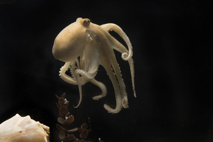 Credit: Tom Kleindinst, Marine Biological Laboratory