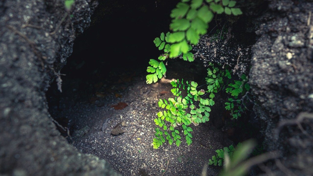 Immagine