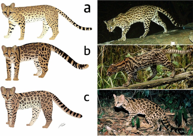A: gatto tigre del nord; B: gatto tigre nebuloso (nuova specie); C: gatto tigre del sud. Credit: Scientific Reports