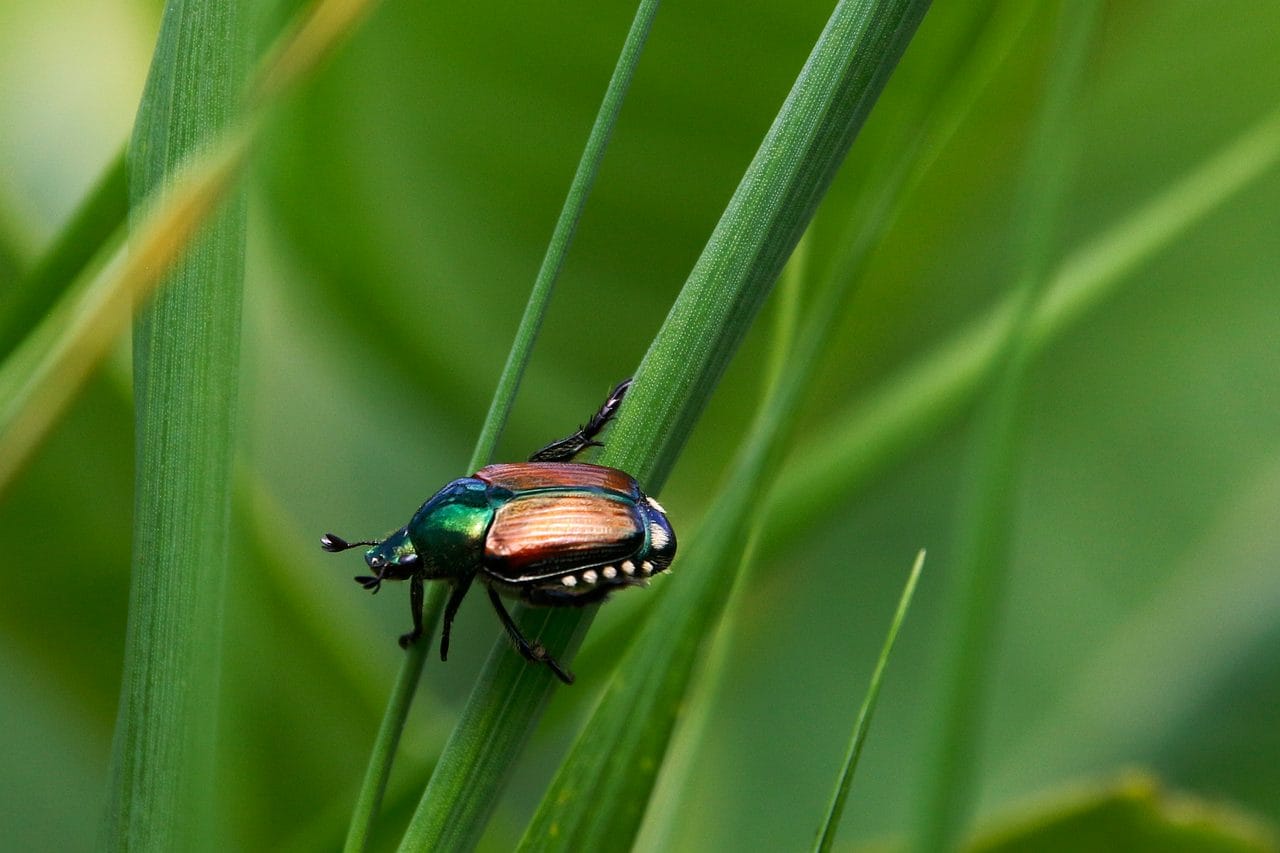 Coleottero giapponese
