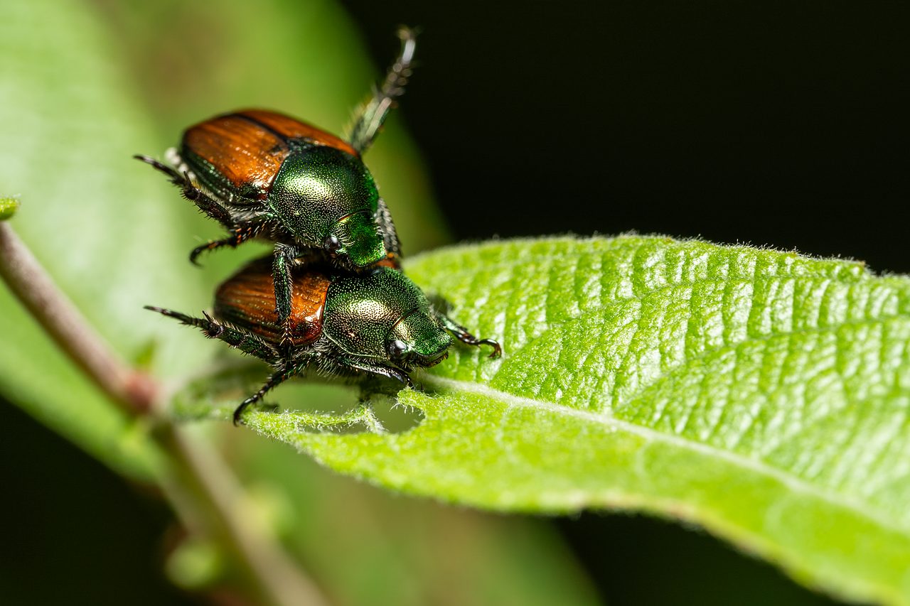 Scarabei giapponesi in accoppiamento
