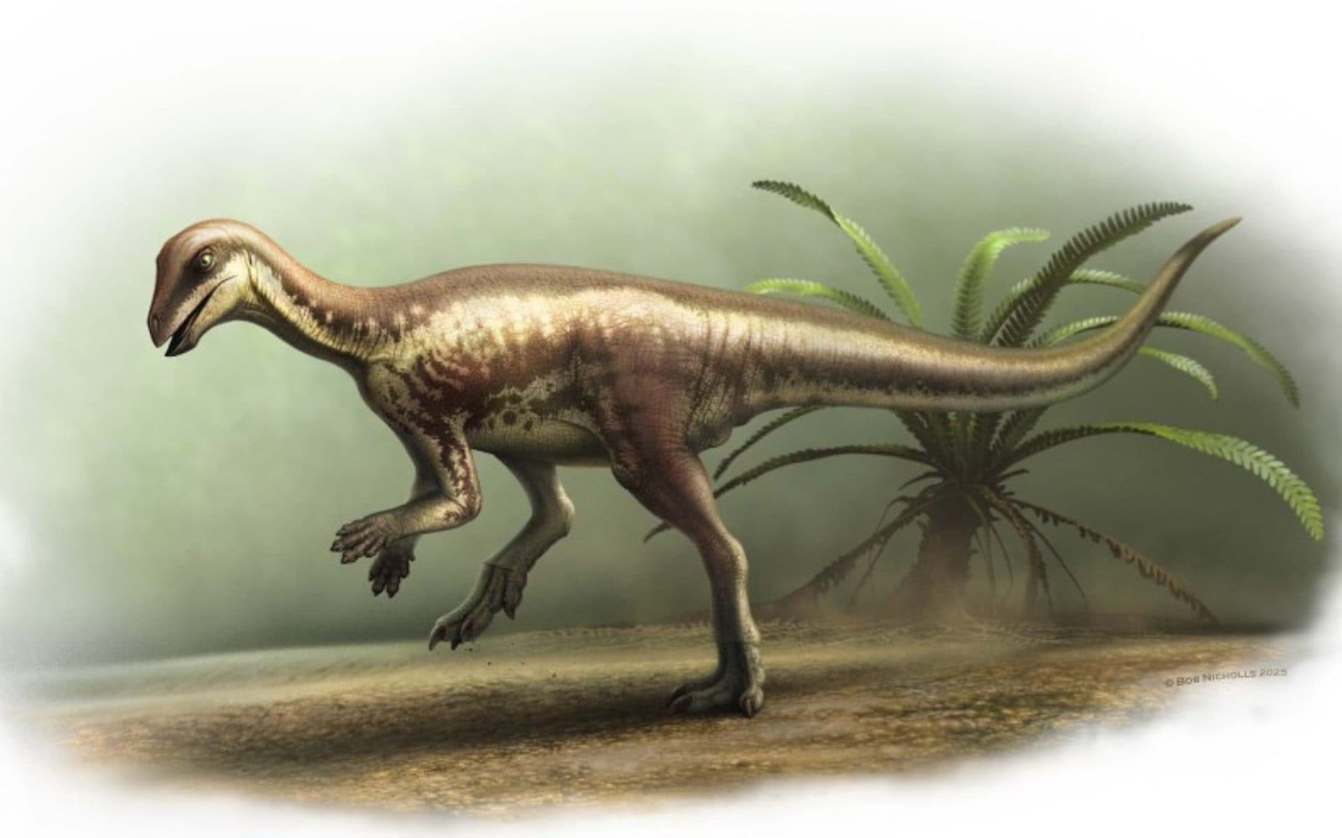 Scoperto il Corridore Misterioso: la storia del dinosauro grande come un labrador
