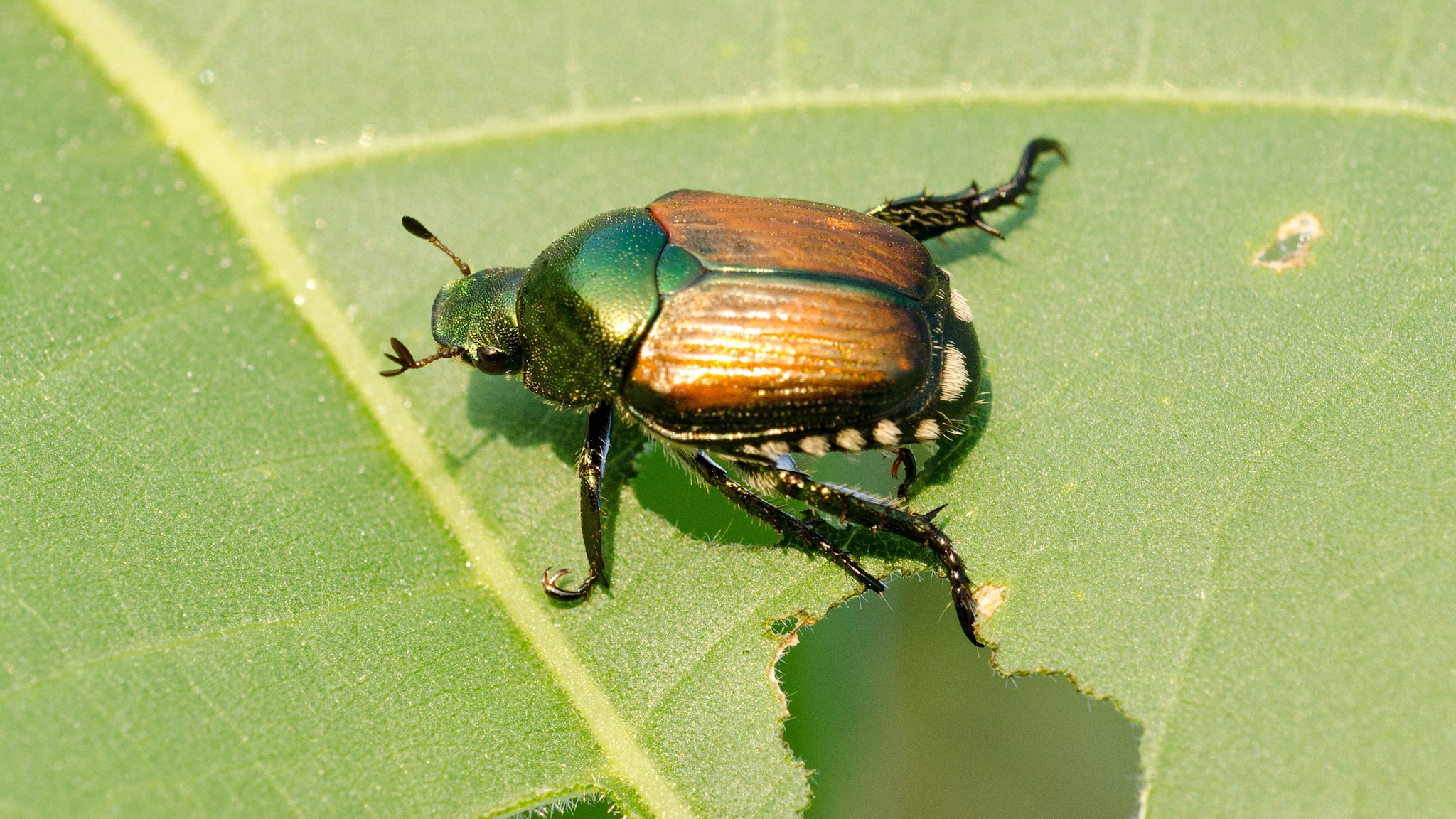 Invasione di scarabei giapponesi, come riconoscerli e quali sono i rischi: la spiegazione dell'ecologo
