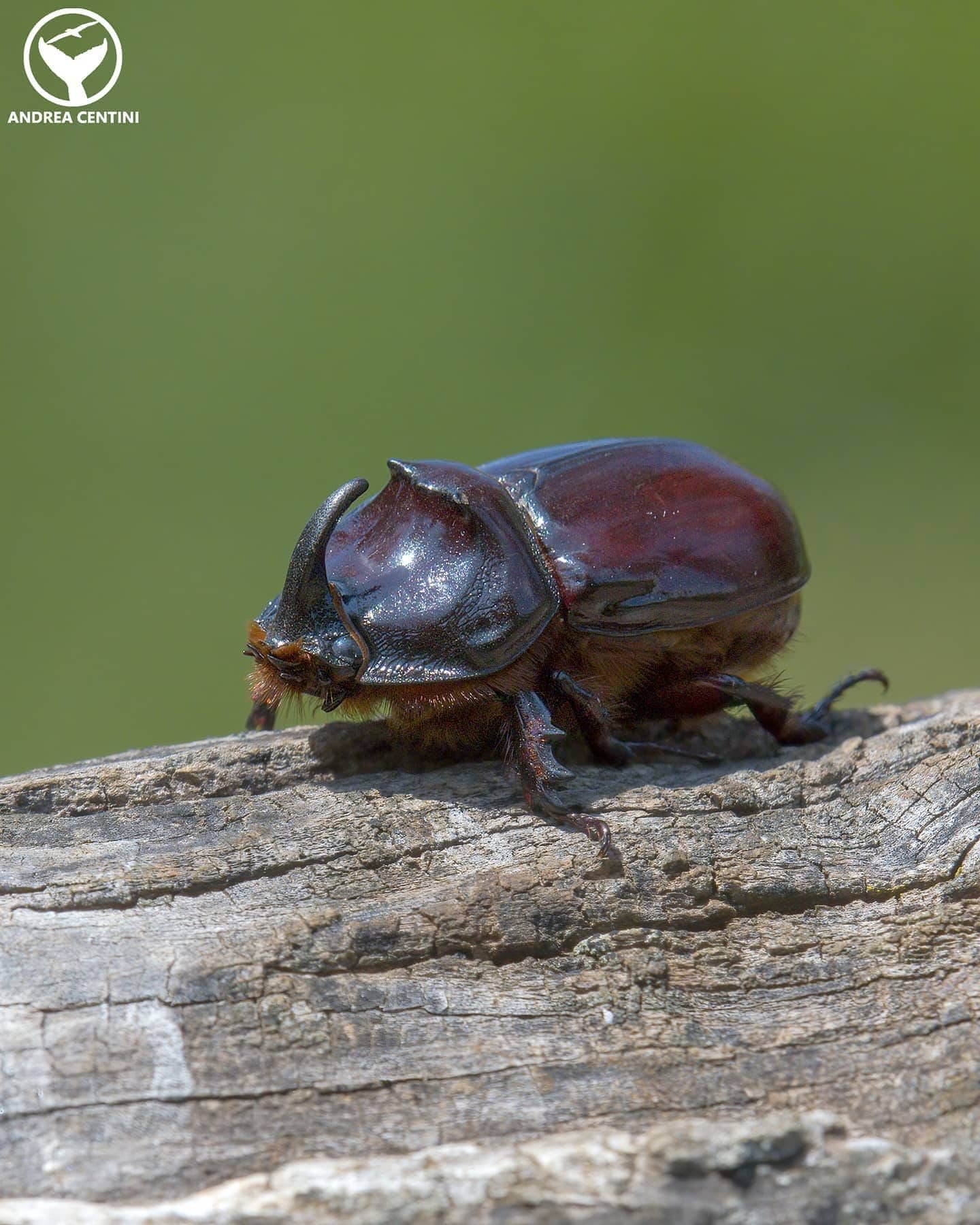Scarabeo rinoceronte. Credit: Andrea Centini