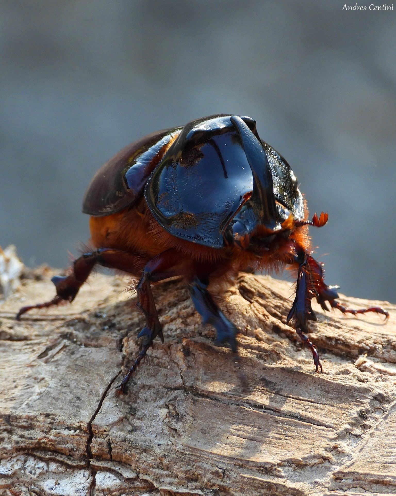 Scarabeo rinoceronte. Credit: Andrea Centini