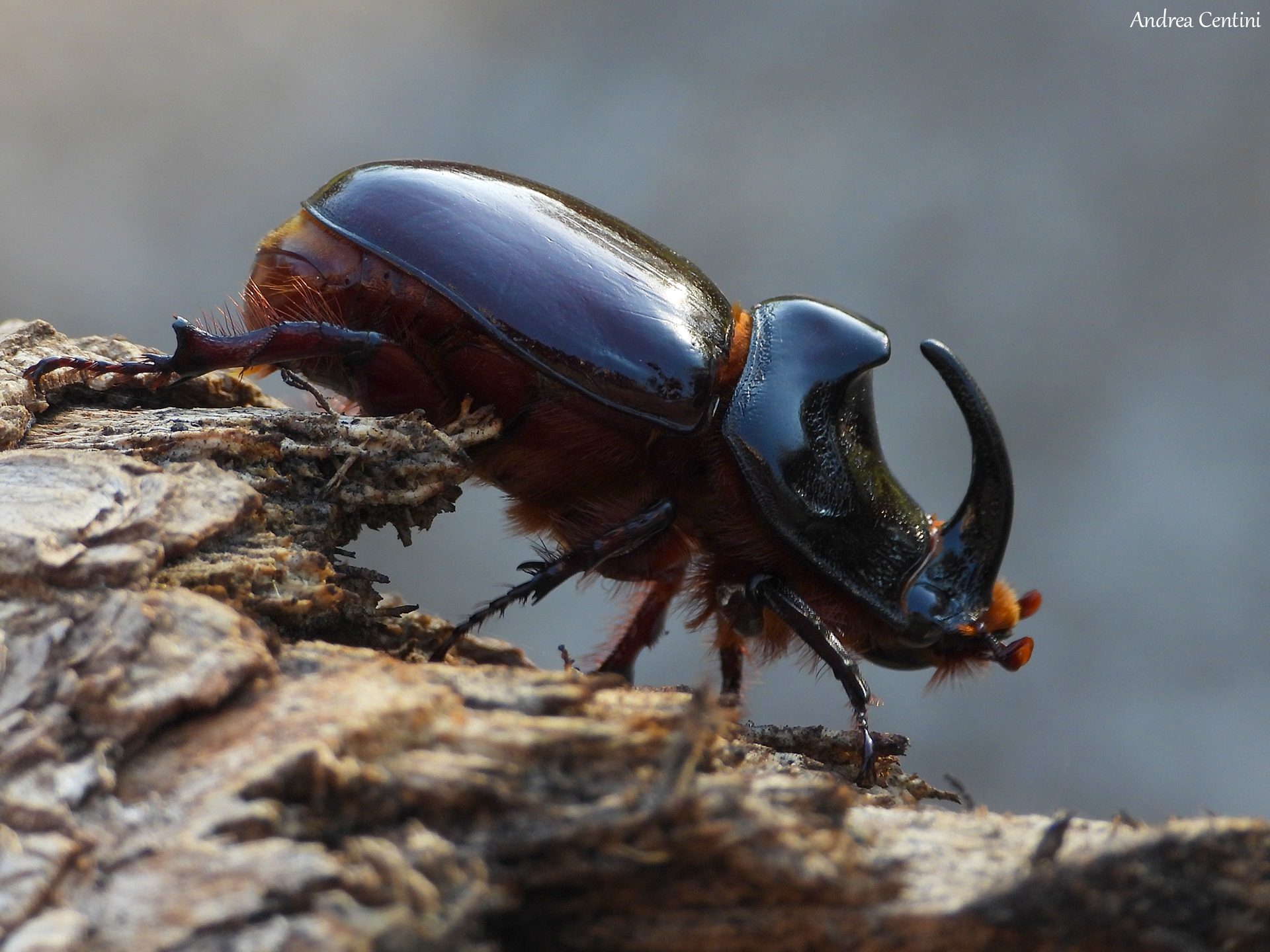 Scarabeo rinoceronte. Credit: Andrea Centini