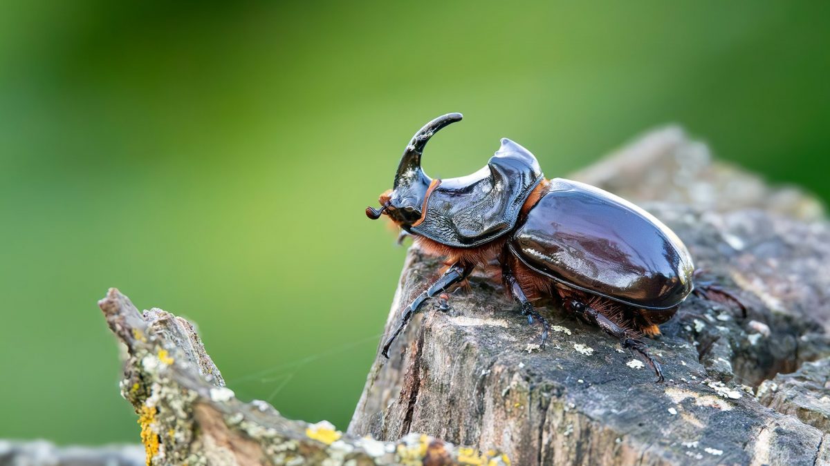 Maschio di scarabeo rinoceronte. Credit: Andrea Centini