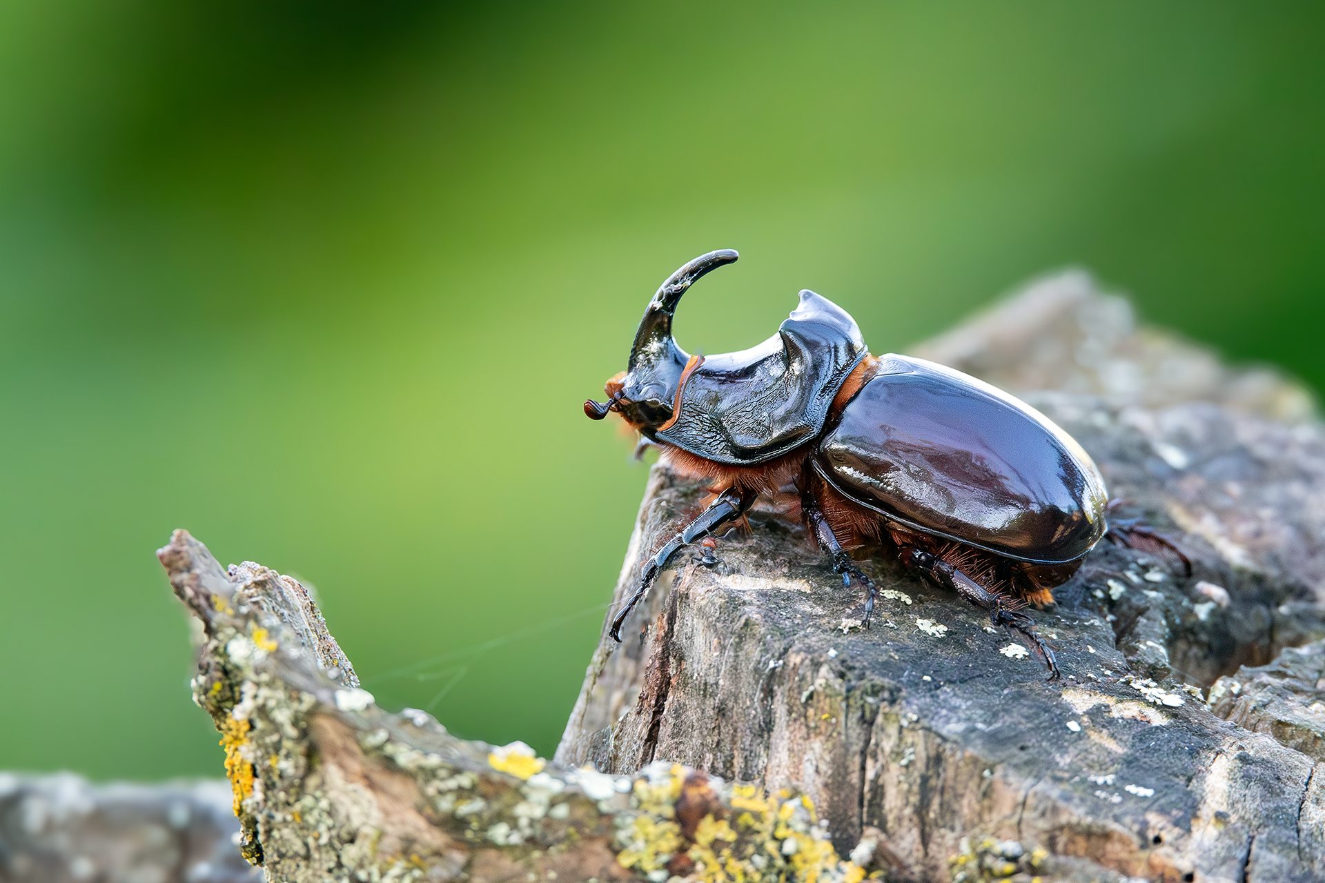 Cosa sono i grandi coleotteri che stai trovando davanti casa: le immagini dello scarabeo rinoceronte
