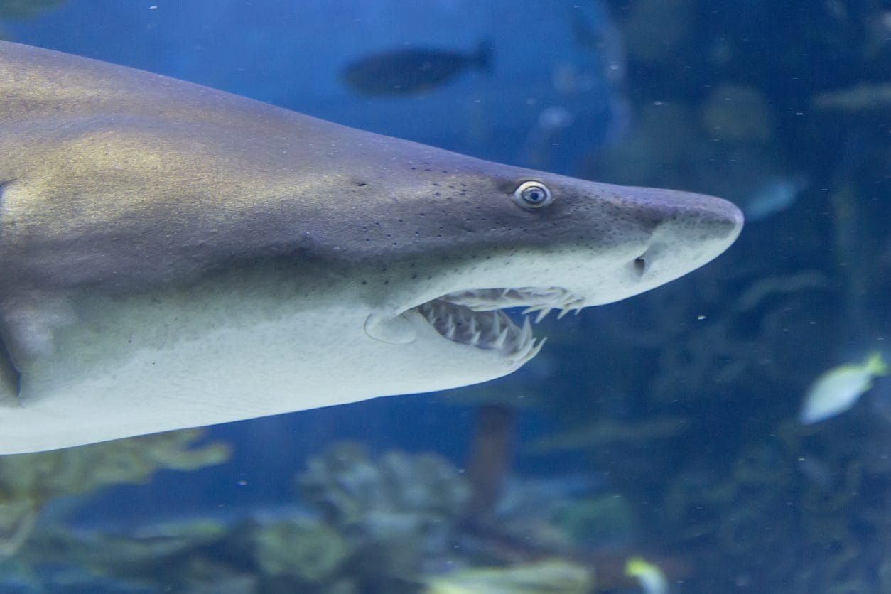 La dentatura di uno squalo toro