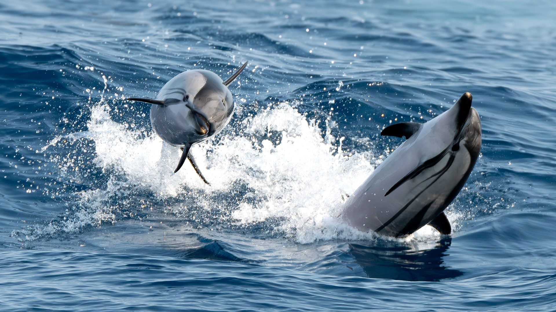 I delfini danno spettacolo nel Mar Ligure, salti di metri e acrobazie: le immagini delle stenelle striate