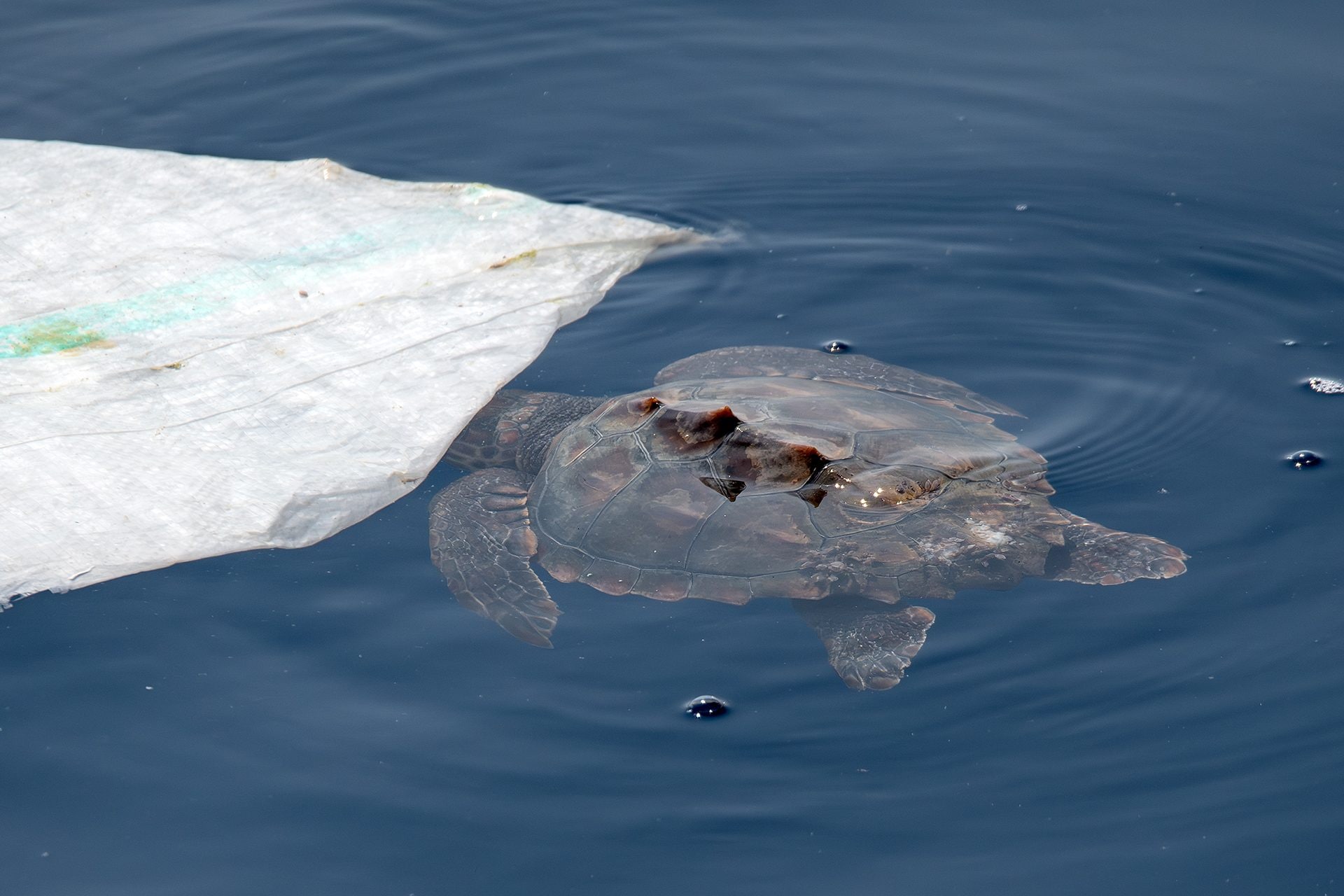 Abbiamo incontrato una piccola tartaruga marina davanti a Genova: era sotto un telo di plastica, ora rimosso