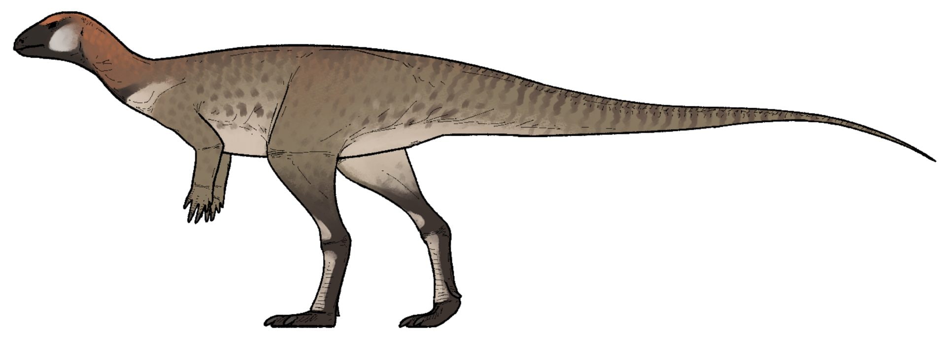 Rappresentazione grafica del dinosauro scoperto in Cina. Credit: Connor Ashbridge