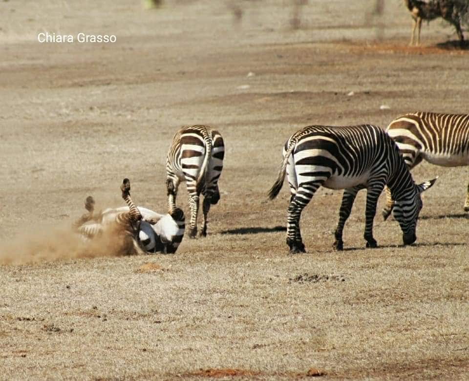 Zebre. Chiara Grasso