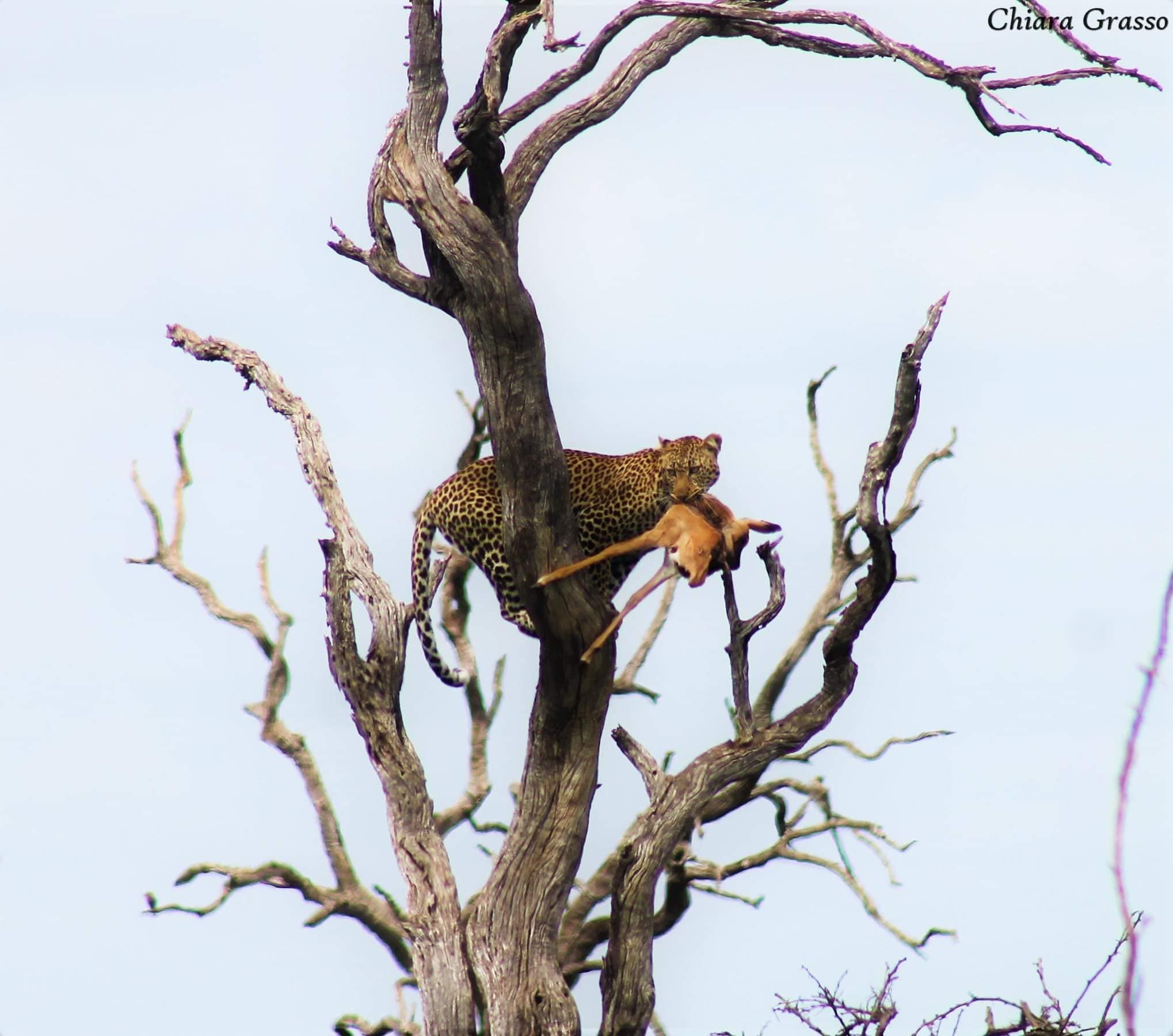 Leopardo con preda. Credit: Chiara Grasso