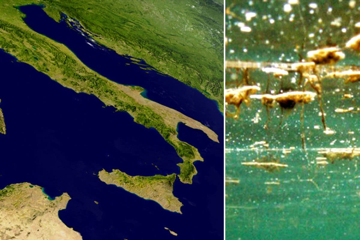 Alga tossica in Italia, dalla Liguria fino a Puglia e Sicilia: le coste più colpite e i rischi per la salute