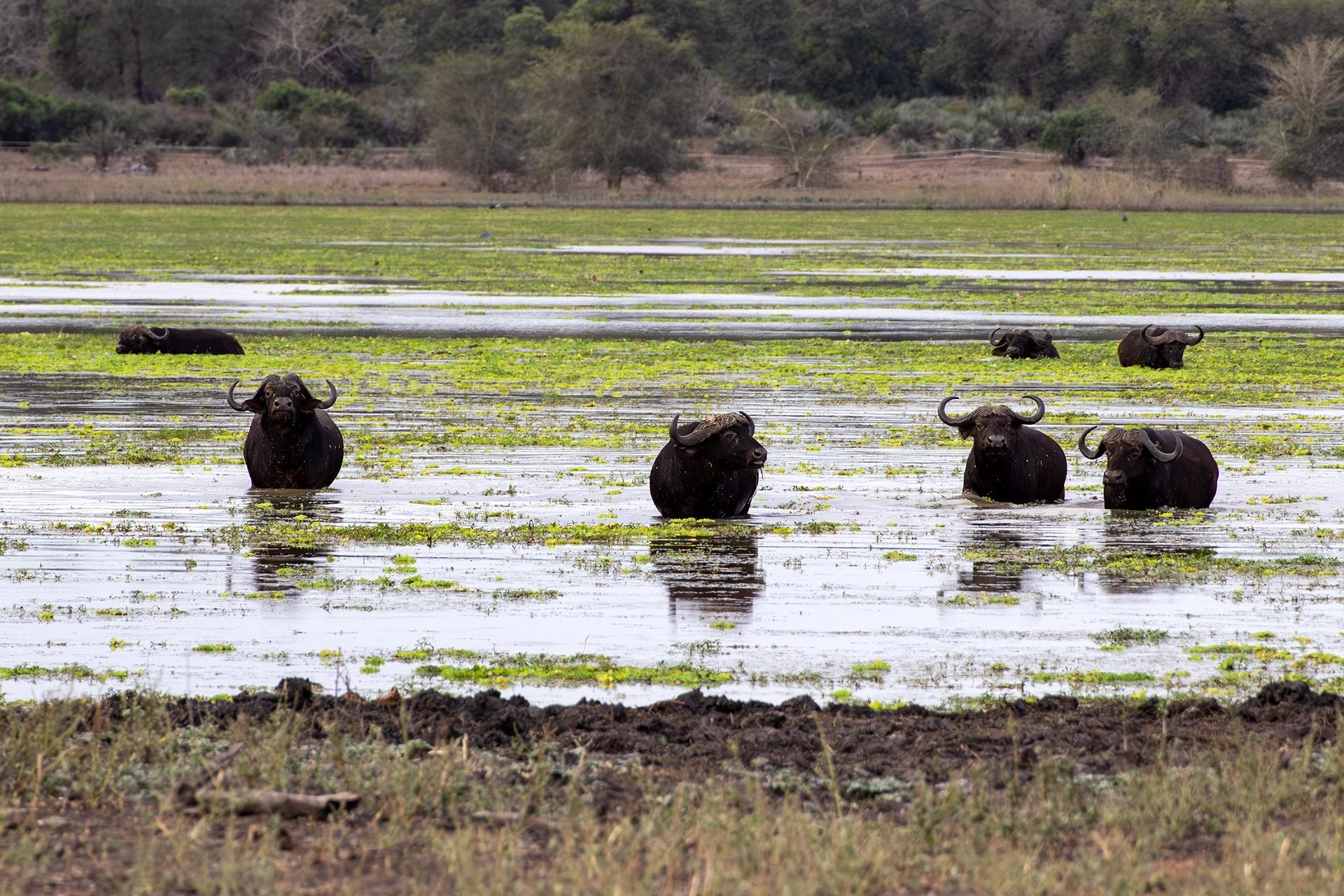 Bufali africani. Credit: Daniela Rubino