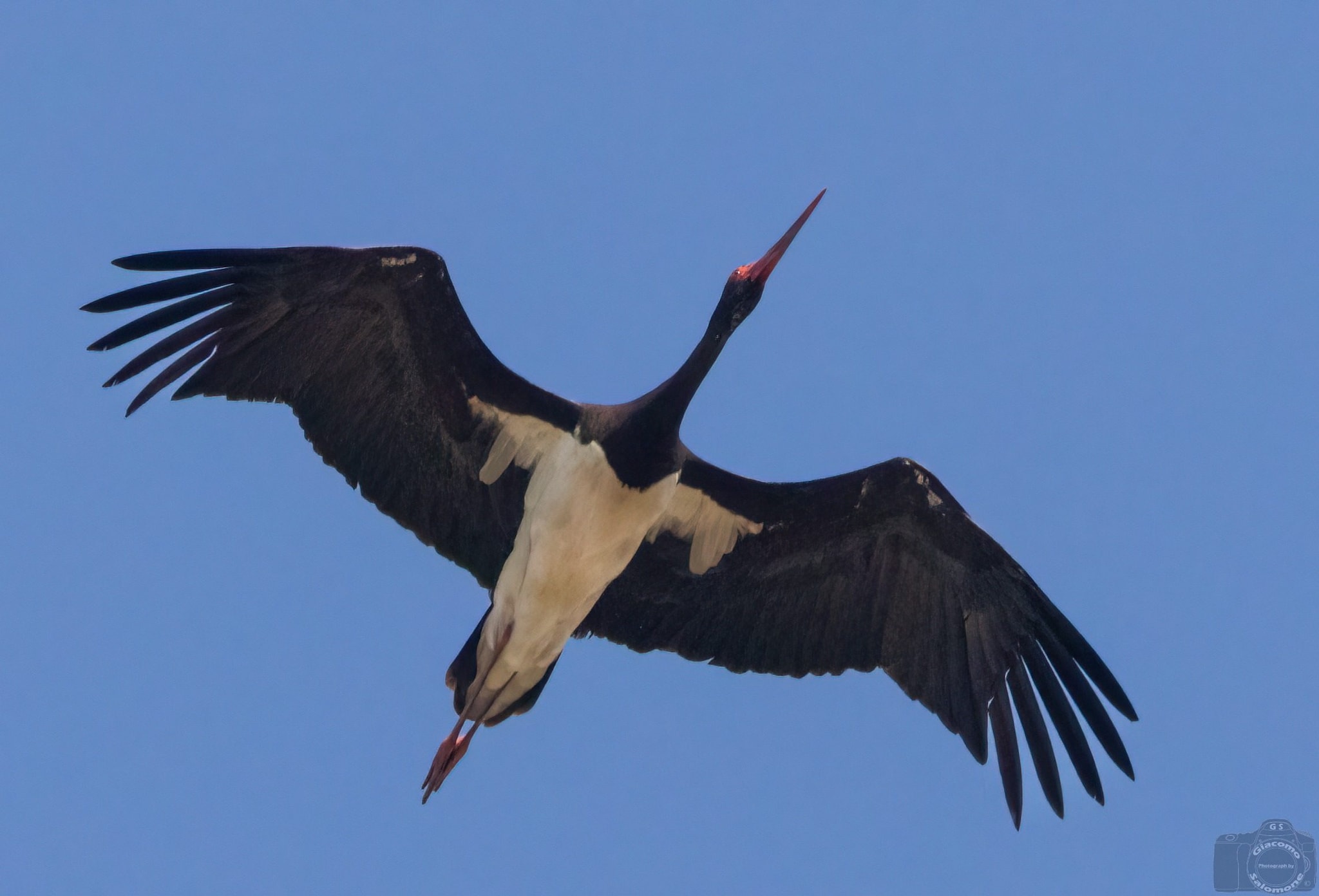 Cicogna nera. Credit: Giacomo Salomone