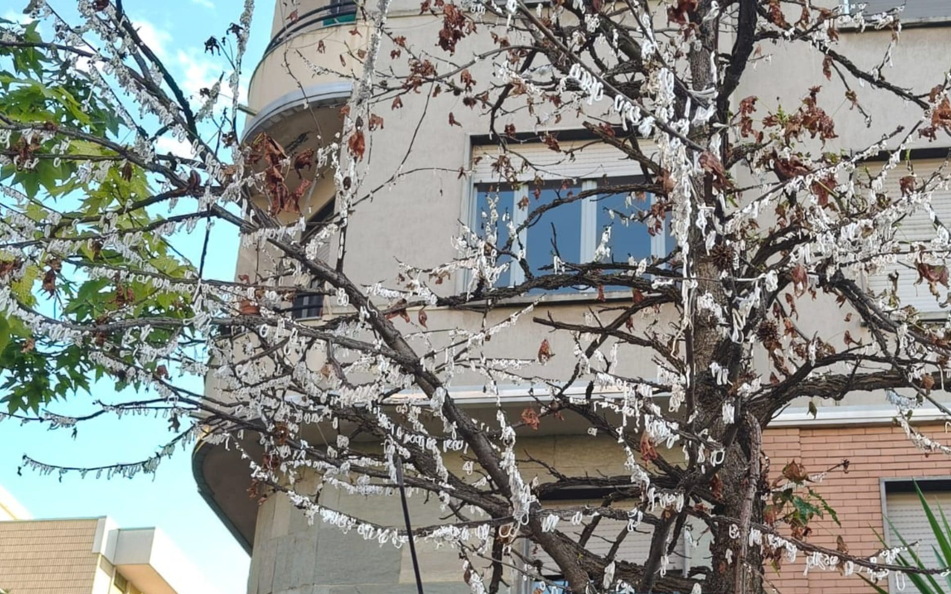 Cosa sono gli strani cerchietti bianchi che stanno spuntando sugli alberi a Milano