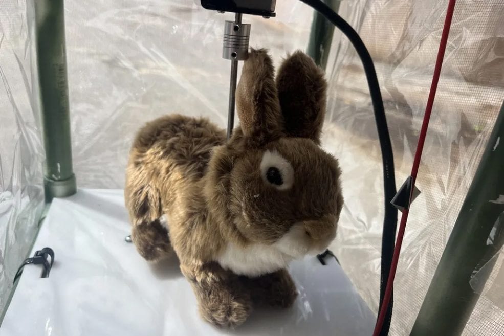 Un esercito di conigli robot contro un vorace predatore che minaccia la Florida