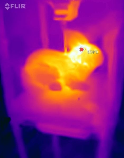 I conigli robot emettono lo stesso calore di quelli veri. Credit: Robert McCleery