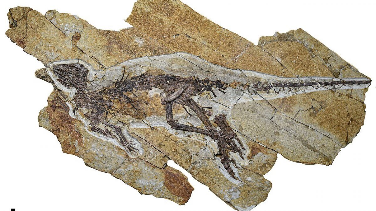 Il fossile di Pulaosaurus qinglong in eccellente stato di conservazione. Credit: PeerJ/Yang, King e Xu