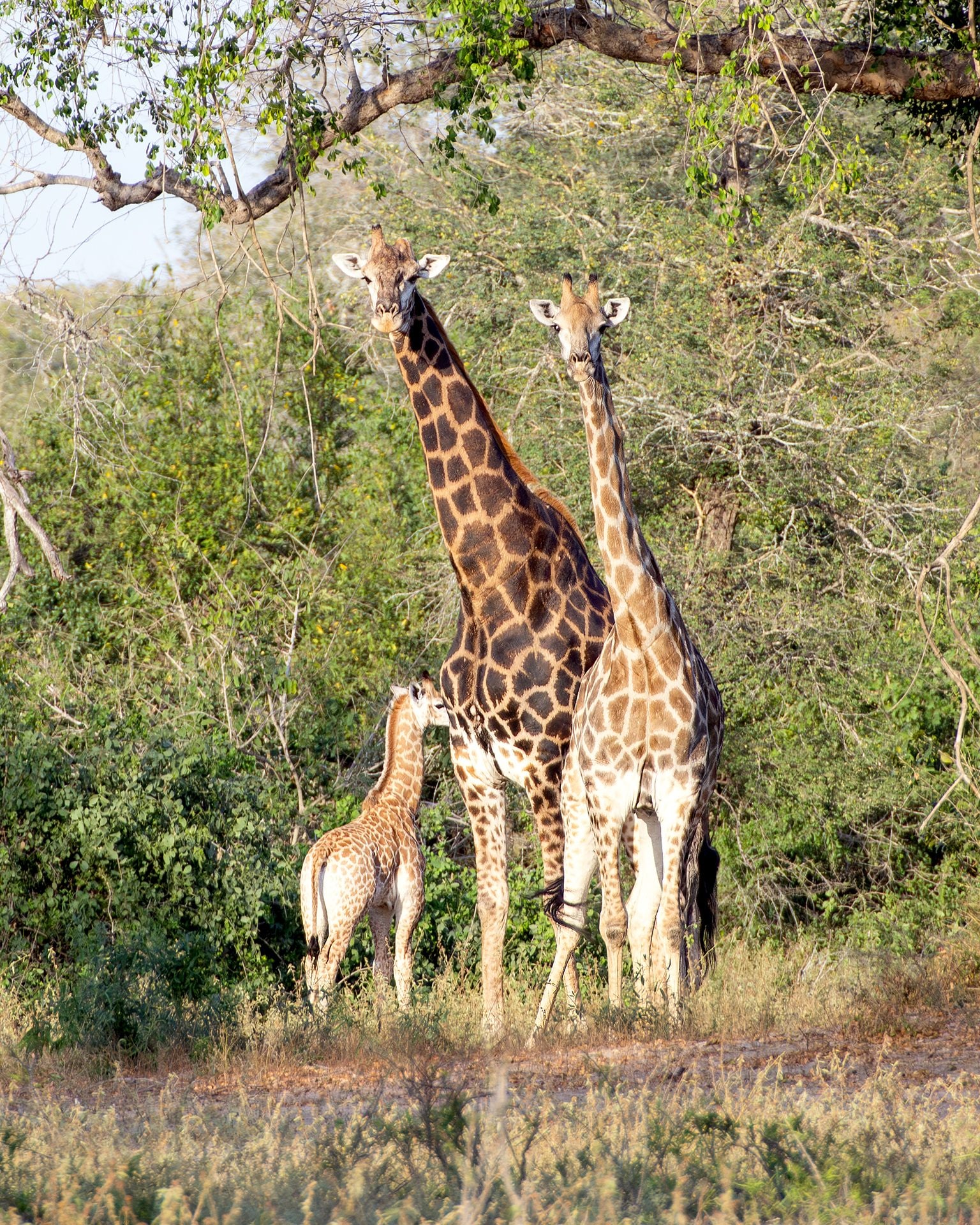Giraffe. Credit: Daniela Rubino