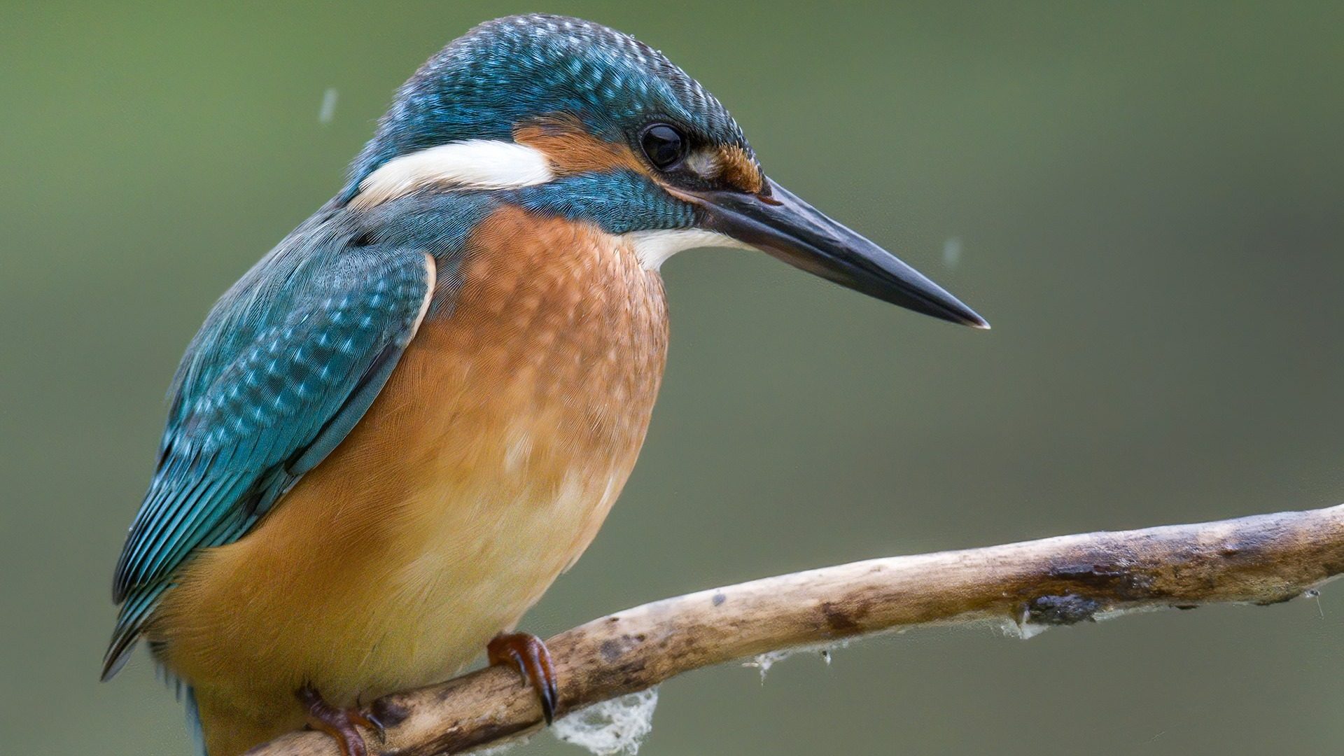 Abbiamo incontrato il martin pescatore, il fulmine azzurro dei canali: le immagini del magnifico uccello