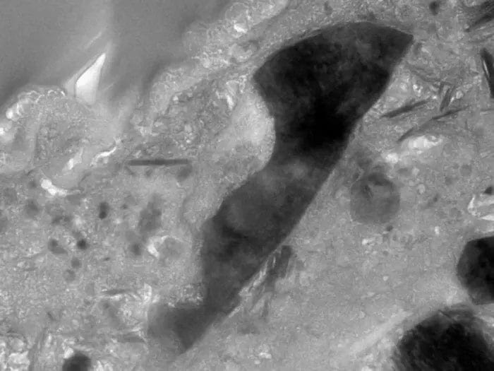 Credit: Università di Hiroshima/Masaaki Miyahara