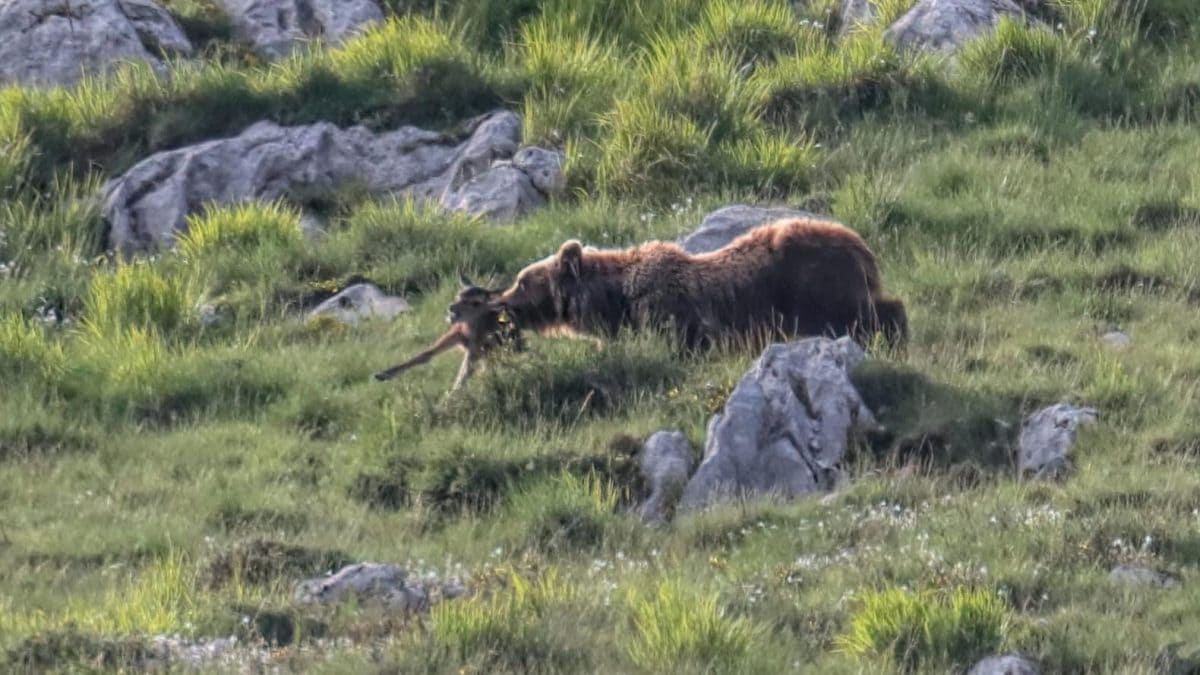 Il cerbiatto predato dall’orsa. Credit: Simone Proietti