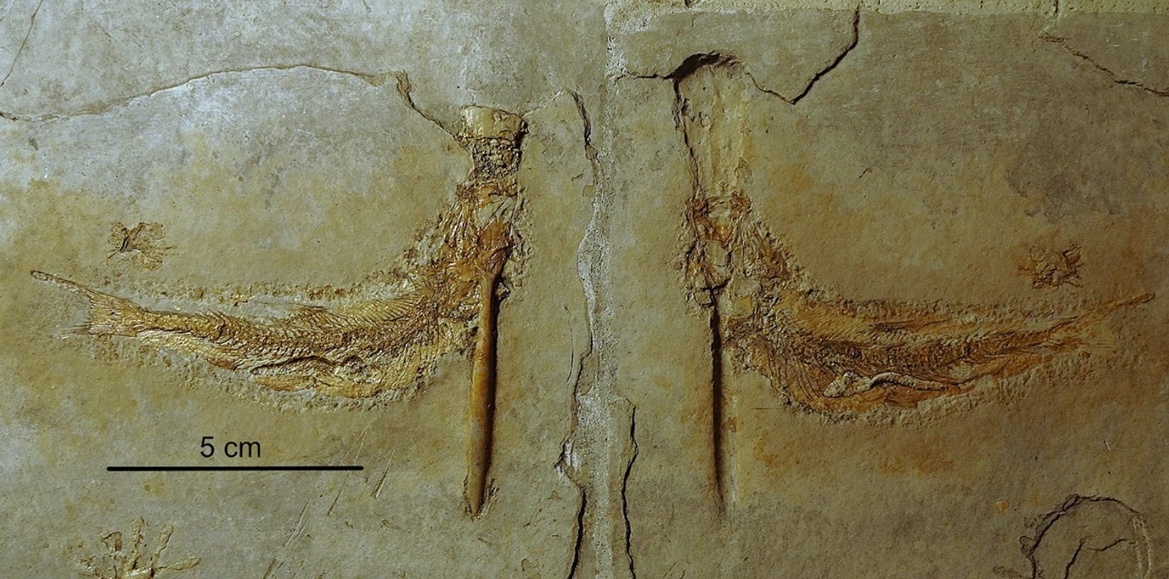 Credit: Ebert & Kölbl–Ebert/Scientific Report