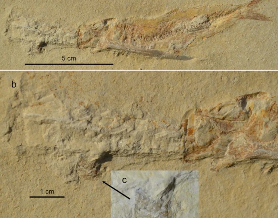 Credit: Ebert & Kölbl–Ebert/Scientific Report
