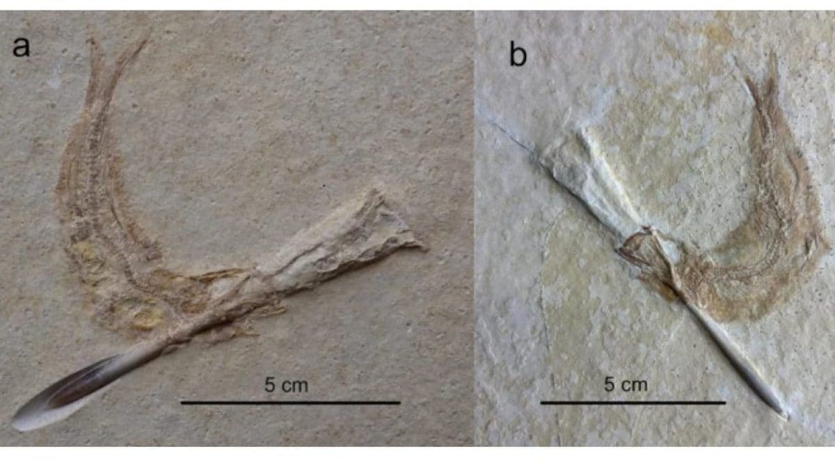 I fossili dei pesci Tharsis del Giuriassico. Credit: Ebert & Kölbl–Ebert/Scientific Report