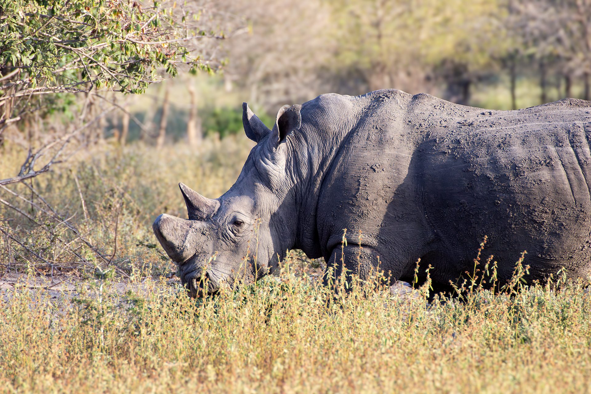Safari etico, quando la meraviglia nasce dal rispetto per gli animali: il racconto dell'etologa Chiara Grasso