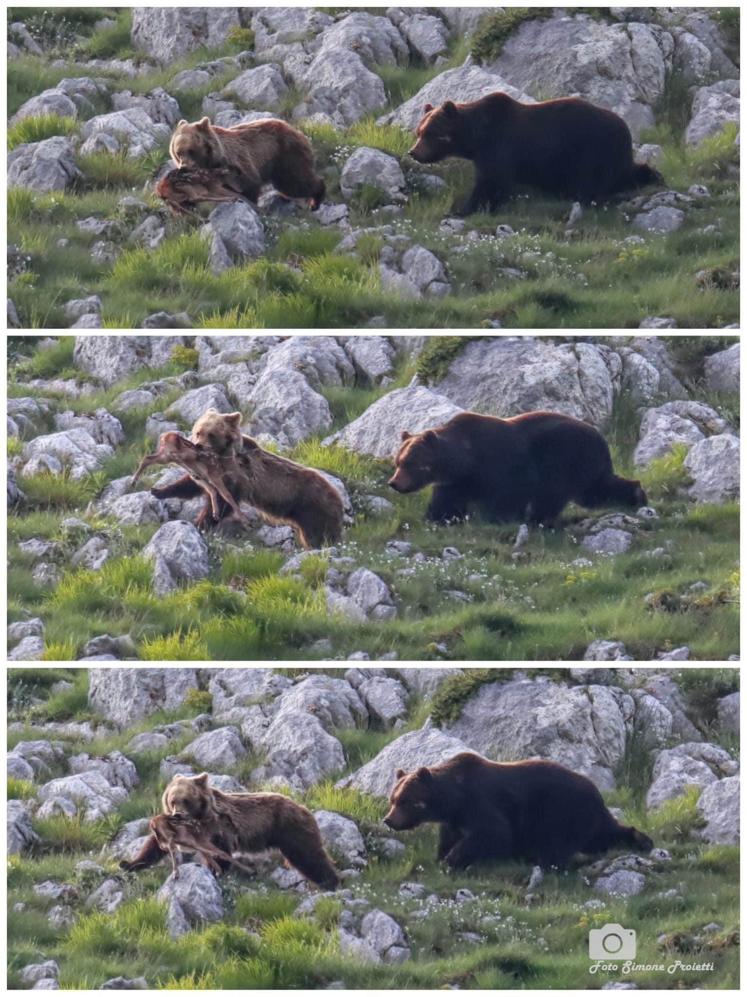 L’orsa con la preda inseguita da un maschio. Credit: Simone Proietti
