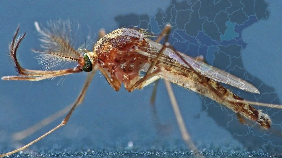 Il virus del West Nile (virus del Nilo occidentale) è trasmesso dalle zanzare infette, principalmente del genere Culex / Credit: Volkmar Becher