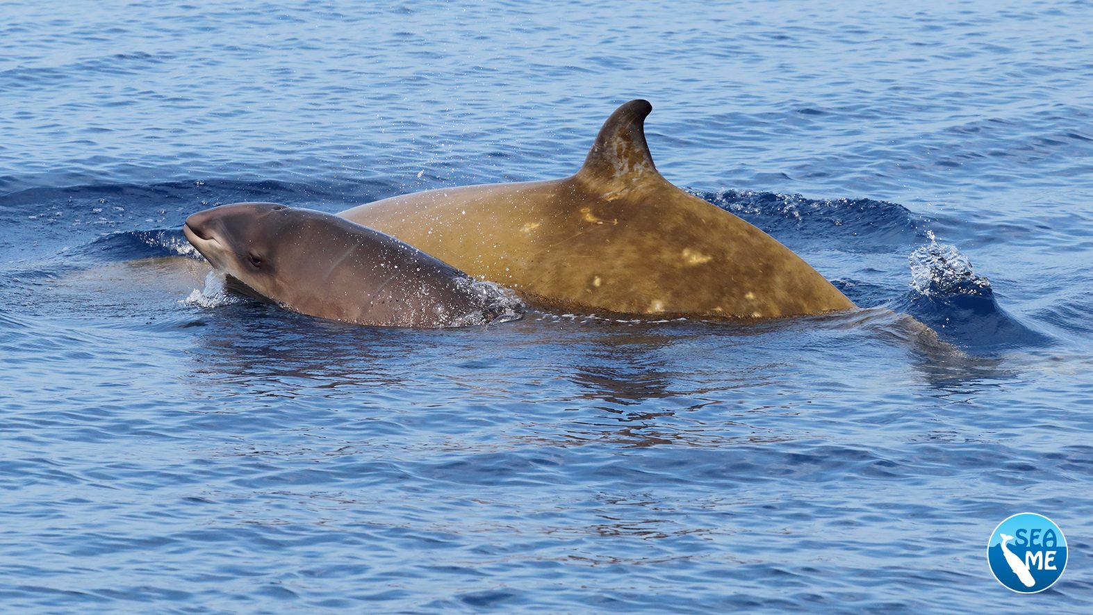 I tesori del Canyon di Caprera, santuario dei cetacei al largo della Sardegna: le magnifiche immagini