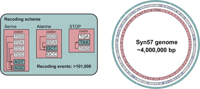 Il genoma sintetico di Syn57 ha sette codoni in meno per la sintesi proteica: quattro dei sei che codificano per la serina; due dei quattro che codificano per l’alanina e un codone di stop / Credit: MRC Laboratory of Molecular Biology
