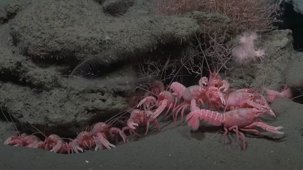 Astici rosa della Patagonia scoperti in un enorme canyon sottomarino innanzi all’Argentina. Credit: Schmidt Ocean Institute