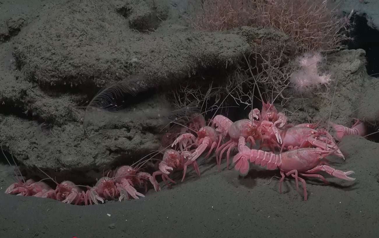 Astici rosa, un personaggio di SpongeBob e tante nuove specie scoperti in un enorme canyon argentino