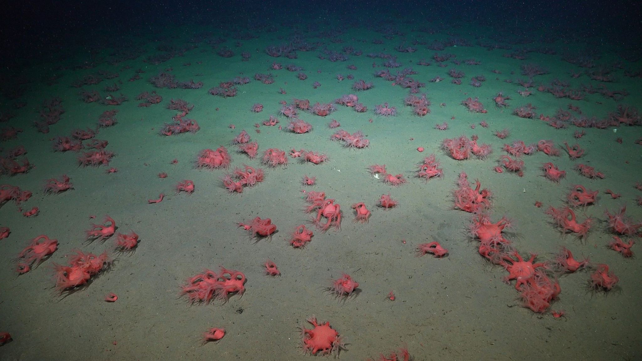 Una distesa di coralli sul fondale del canyon. Credit: ROV SuBastian/Schmidt Ocean Institute