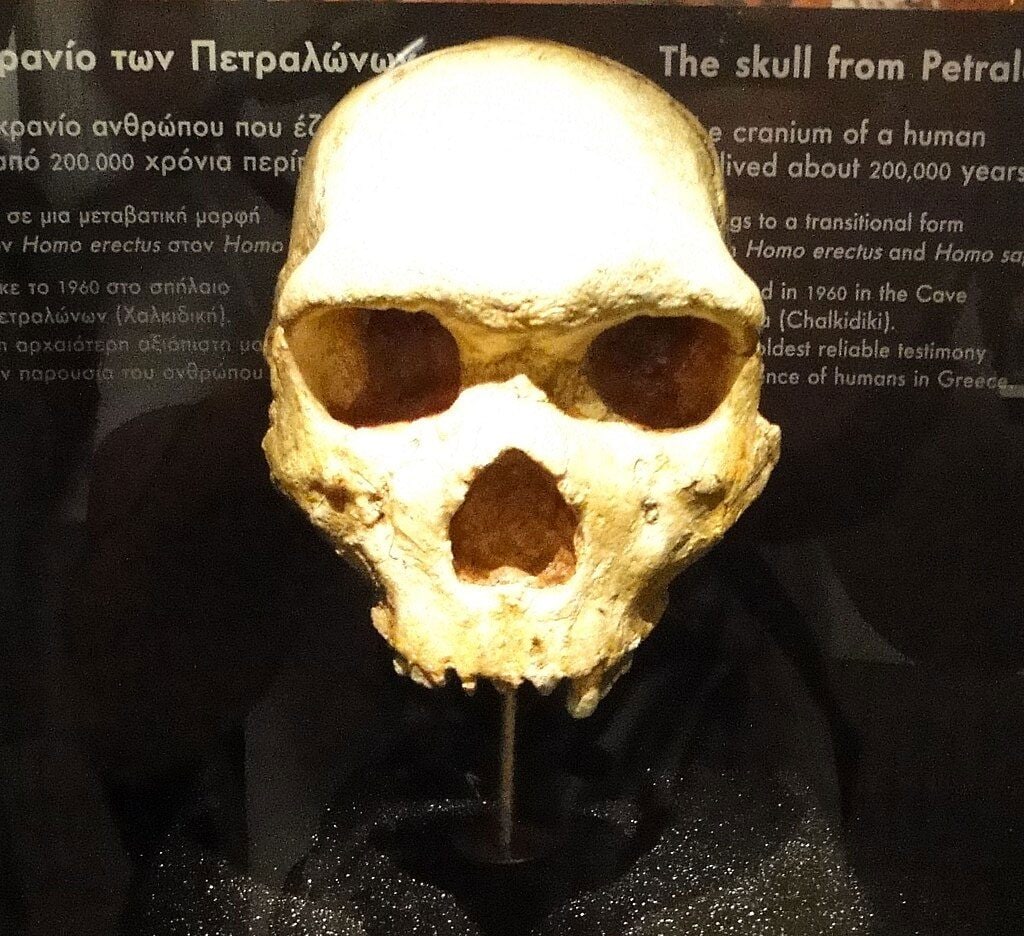 Il cranio di Petralona è esposto nel Museo archeologico di Salonicco / Wikipedia
