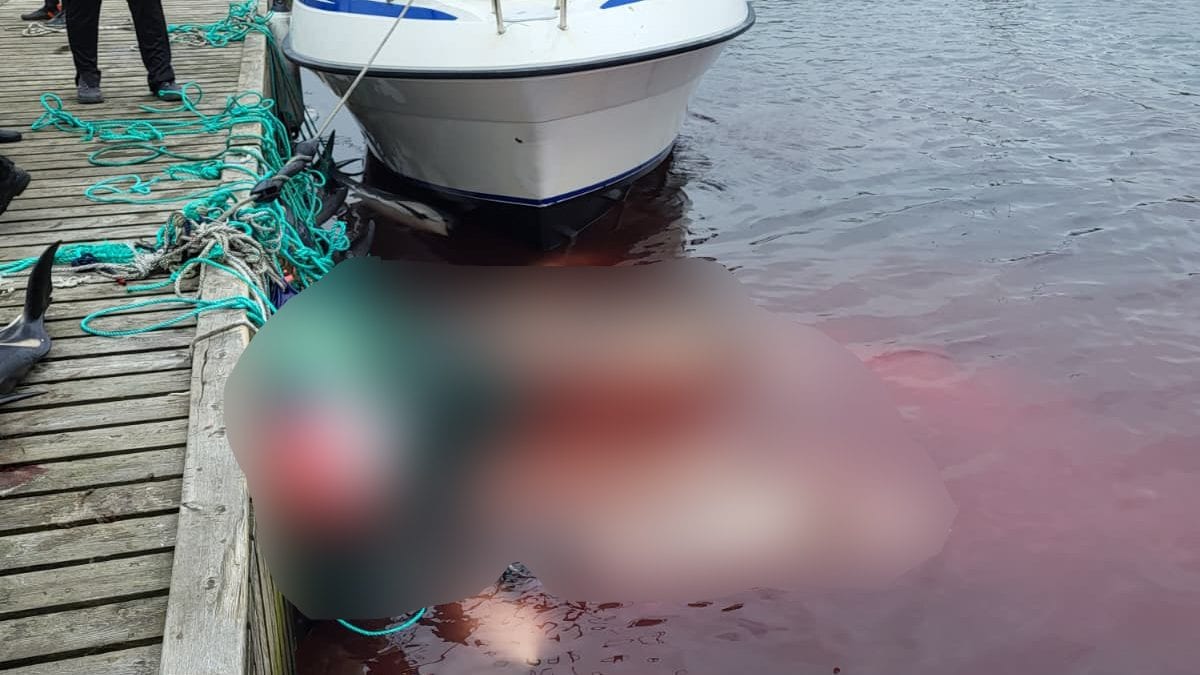 Alcuni dei delfini massacrati nella grind del 25 agosto alle isole Faroe. Credit: Sea Shepherd