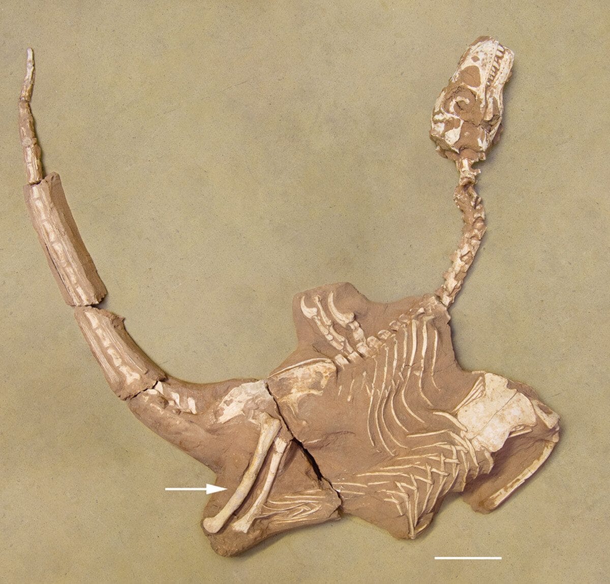 Fossile completo. Credit: Historical Biology