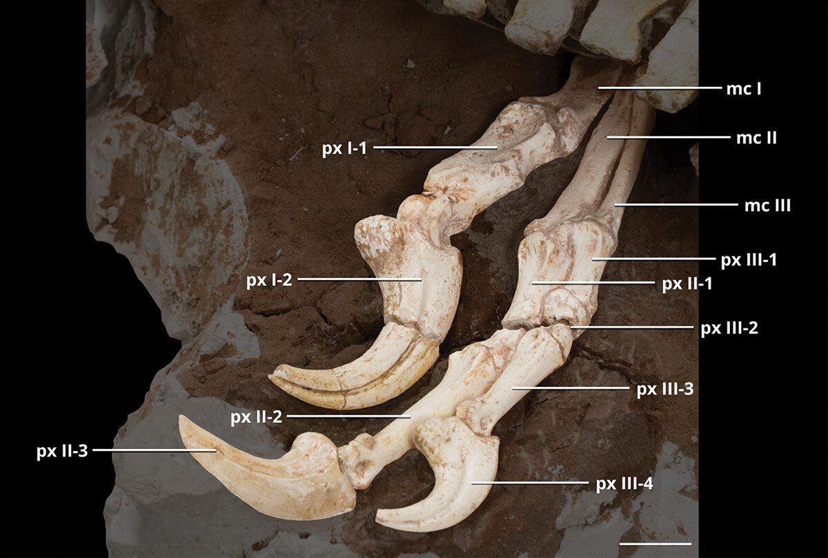 Dettaglio degli arti. Credit: Historical Biology